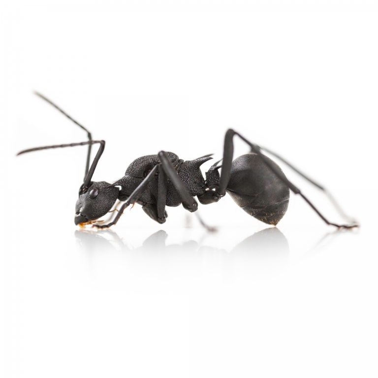 Polyrhachis armata